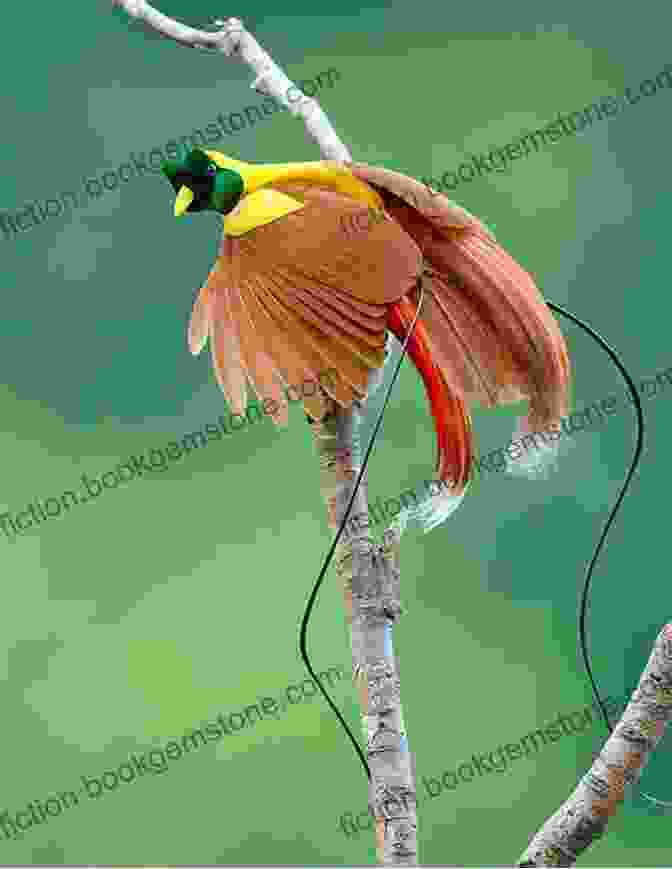 A Bird Of Paradise In The Rainforest Of Borneo. The Malay Archipelago : The Land Of The Orang Utan And The Bird Of Paradise Volume I (Illustrated)