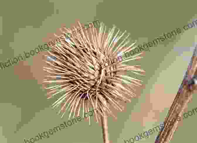 A Close Up Image Of A Burdock Plant, Showcasing The Inspiration Behind The Invention Of Velcro. The Paper Trail: An Unexpected History Of A Revolutionary Invention