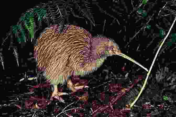 A Close Up Photograph Of A Kiwi Bird, Showcasing Its Distinctive Appearance And Flightless Nature Hellbent For Paradise: Tales From Aoteoroa Land Of The Long White Cloud