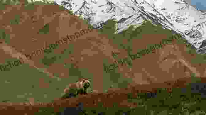 A Grizzly Bear Roaming A Meadow In Denali National Park An Alaskan Affliction: An Exciting Best Of Remote Alaskan Adventures