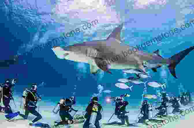 A Group Of Divers Swimming With Sharks Funny And Interesting Things About Shark: Cute Image And Informations About Shark For Kids To Learn