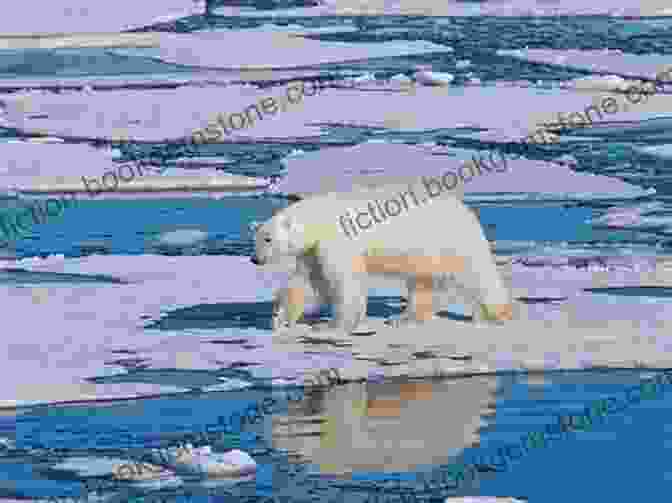 A Group Of Polar Bears Walking Across The Sea Ice Land Of The Midnight Sun: My Arctic Adventures