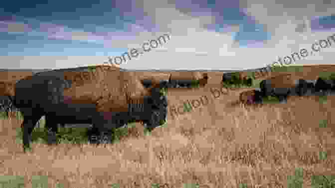 A Herd Of Bison Graze On The Great Plains Of North America. Worldwide Adventures By Boat And Ship: Europe Arctic North America Oceania Australia And Antarctica