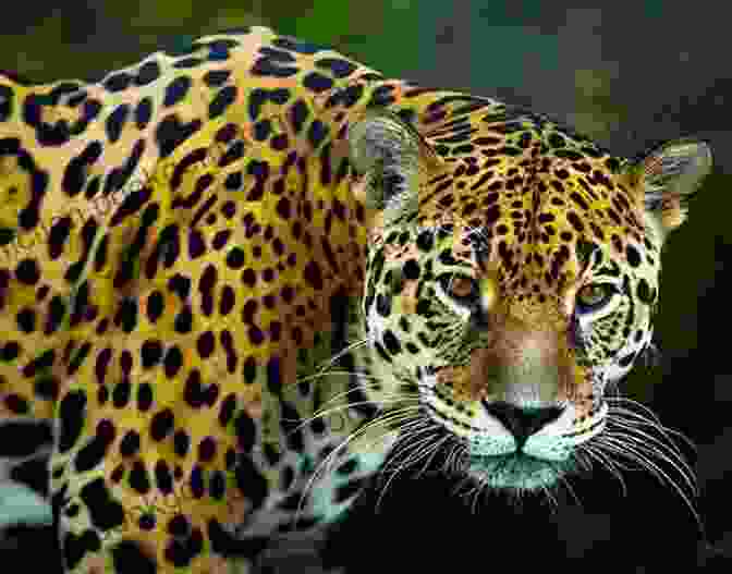 A Jaguar, The Largest Cat In The Americas. Animals Of South America South America For Kids Animals Around The World Animals Of The Amazon Animals Of South America Children S Explore South America Jungle Animals: World Of Animals