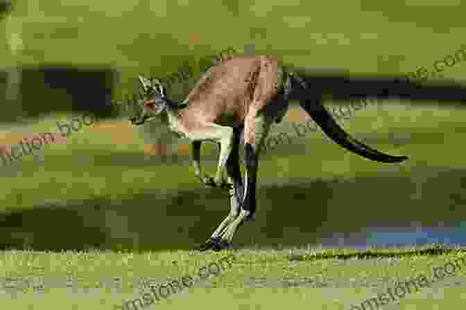 A Kangaroo Hops Across The Grasslands Of Australia. Worldwide Adventures By Boat And Ship: Europe Arctic North America Oceania Australia And Antarctica