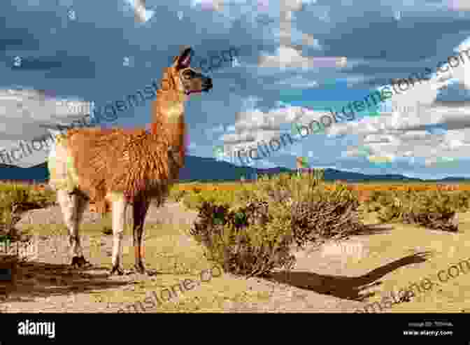 A Llama, A Domesticated South American Camelid. Animals Of South America South America For Kids Animals Around The World Animals Of The Amazon Animals Of South America Children S Explore South America Jungle Animals: World Of Animals