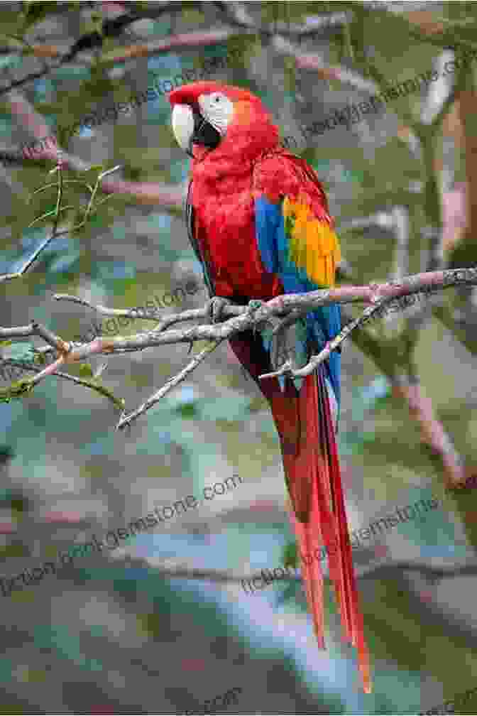 A Macaw, A Large And Colorful Parrot Found In The Rainforests Of South America. Animals Of South America South America For Kids Animals Around The World Animals Of The Amazon Animals Of South America Children S Explore South America Jungle Animals: World Of Animals