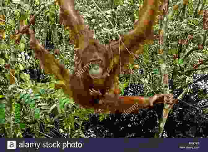 A Majestic Orangutan Perched On A Tree Branch In Borneo, Surrounded By Lush Green Foliage And Exotic Flowers. Tales From The Torrid Zone: Travels In The Deep Tropics (Vintage Departures)