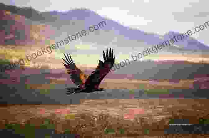 A Majestic Wedge Tailed Eagle Soaring Over The Rugged Tasmanian Mountains. Australian Good Birding Guide: Tasmania