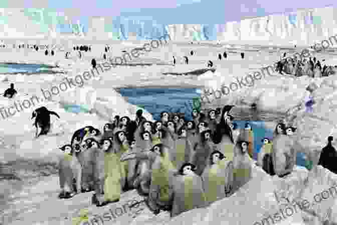 A Penguin Colony In Antarctica. Worldwide Adventures By Boat And Ship: Europe Arctic North America Oceania Australia And Antarctica