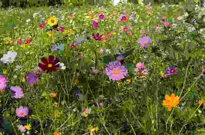 A Picture Of A Field Of Wildflowers. Farm From Home: A Year Of Stories Pictures And Recipes From A City Girl In The Country