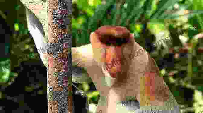 A Proboscis Monkey In The Rainforest Of Borneo. The Malay Archipelago : The Land Of The Orang Utan And The Bird Of Paradise Volume I (Illustrated)