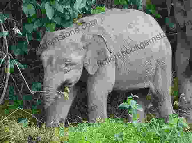 A Pygmy Elephant In The Rainforest Of Borneo. The Malay Archipelago : The Land Of The Orang Utan And The Bird Of Paradise Volume I (Illustrated)