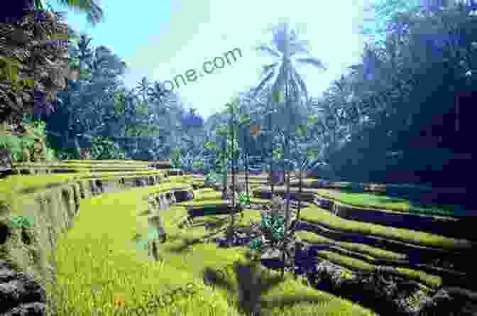 A Rice Terrace In Bali A Short History Of Bali: Indonesia S Hindu Realm (A Short History Of Asia Series)