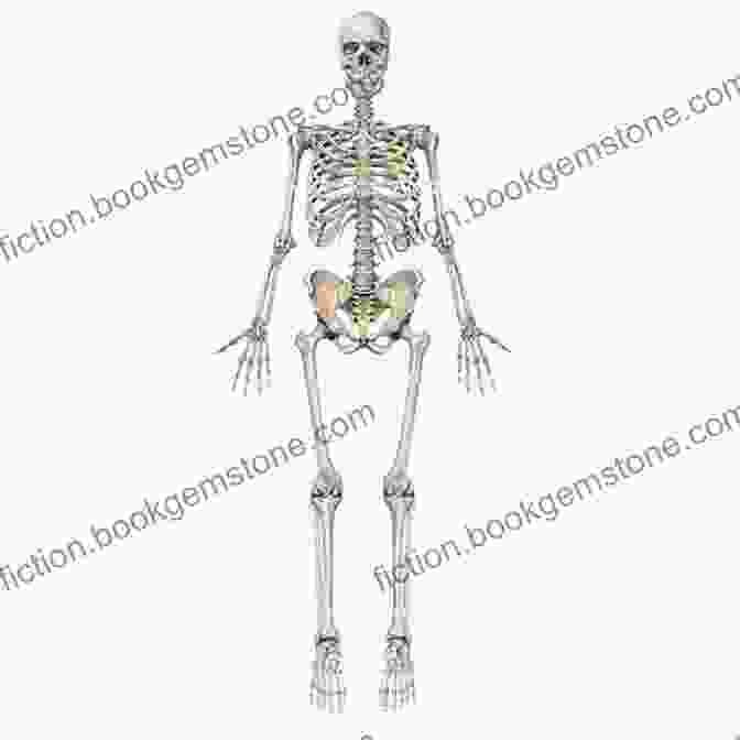 A Scientific Illustration Of A Human Skeleton, Accurately Depicting Its Anatomical Features With Anatomical Precision. Art Nouveau Frames And Borders: 250 Copyright Free Illustrations (Dover Pictorial Archive)