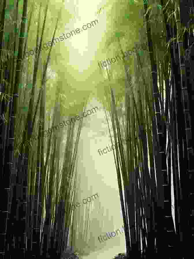 A Serene Bamboo Forest Swaying Gently In The Wind The Wind In The Bamboo: A Journey In Search Of Asia S Negrito Indigenous People