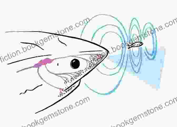 A Shark Detecting Electrical Signals From Its Prey Funny And Interesting Things About Shark: Cute Image And Informations About Shark For Kids To Learn