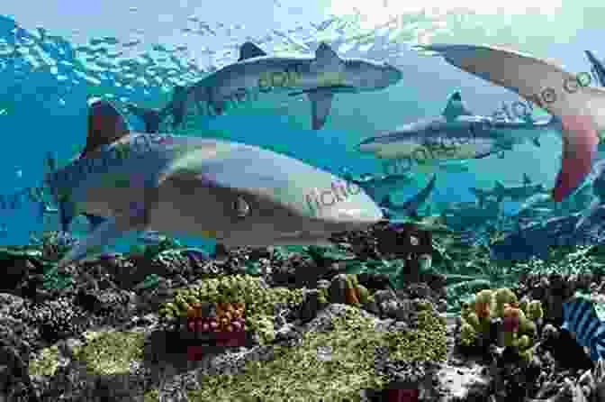 A Shark Swimming In A Coral Reef Funny And Interesting Things About Shark: Cute Image And Informations About Shark For Kids To Learn