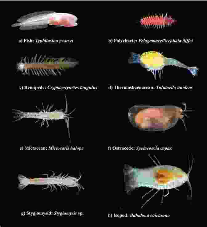 A Variety Of Organisms Living In A Cave In The Yucatan For 91 Days In The Yucatan