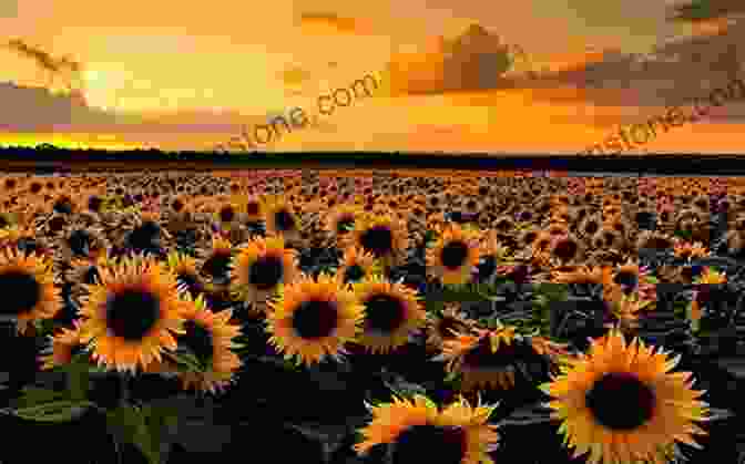 A View Of A Sunflower Field In Sanremo, With The Azure Mediterranean Sea In The Background Reflections Of Sunflowers (The Sunflowers Trilogy 3)