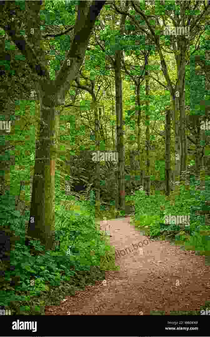 A Winding Path Leading Through A Lush Green Forest. RETURNING TO THE PATH: Refinding The Way