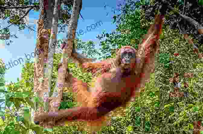 An Orangutan Swinging Through The Trees In The Rainforest Of Borneo. The Malay Archipelago : The Land Of The Orang Utan And The Bird Of Paradise Volume I (Illustrated)