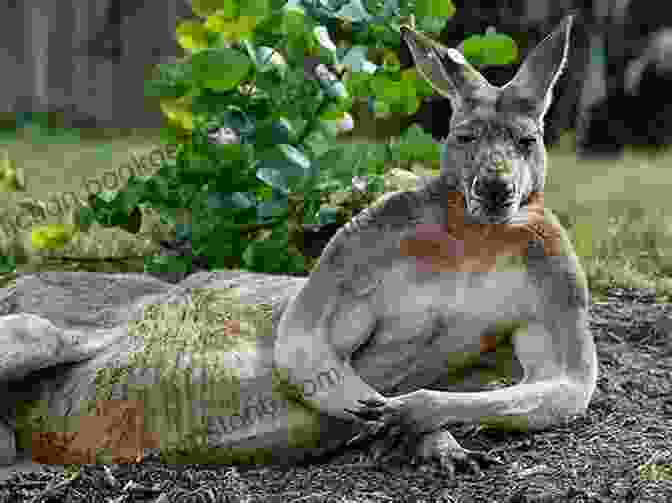 Close Up Of A Kangaroo In Its Natural Habitat In Australia Did You Two Go On The Same Trip: Australia Unillustrated Edition (Traveling The World 2)