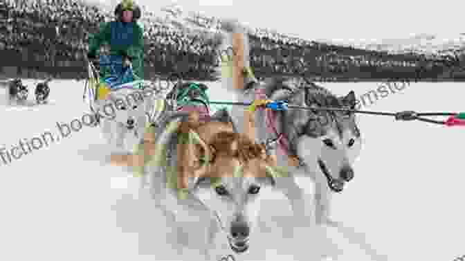 Dog Sledding Adventure Through Pristine Wilderness In The Yukon Territory Greater Than A Tourist Campbell River British Columbia Canada : 50 Travel Tips From A Local (Greater Than A Tourist Canada)