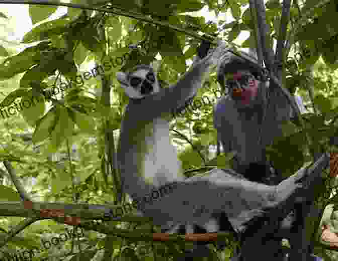Two Playful Lemurs Frolicking In The Lush Vegetation Of Madagascar. More Than Birding: Observations From Antarctica Madagascar And Bhutan